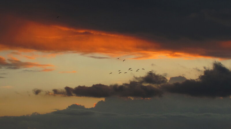 Birds Flying in Sunset — Orange