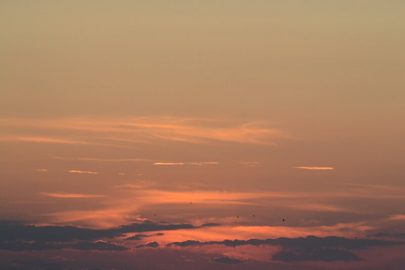 Birds Flying in Sunset Sky — Orange