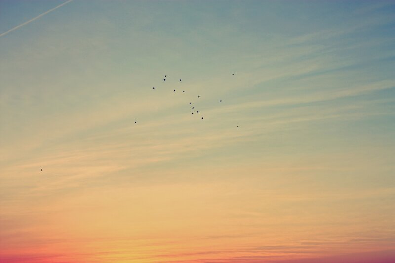 birds flying in sunset sky