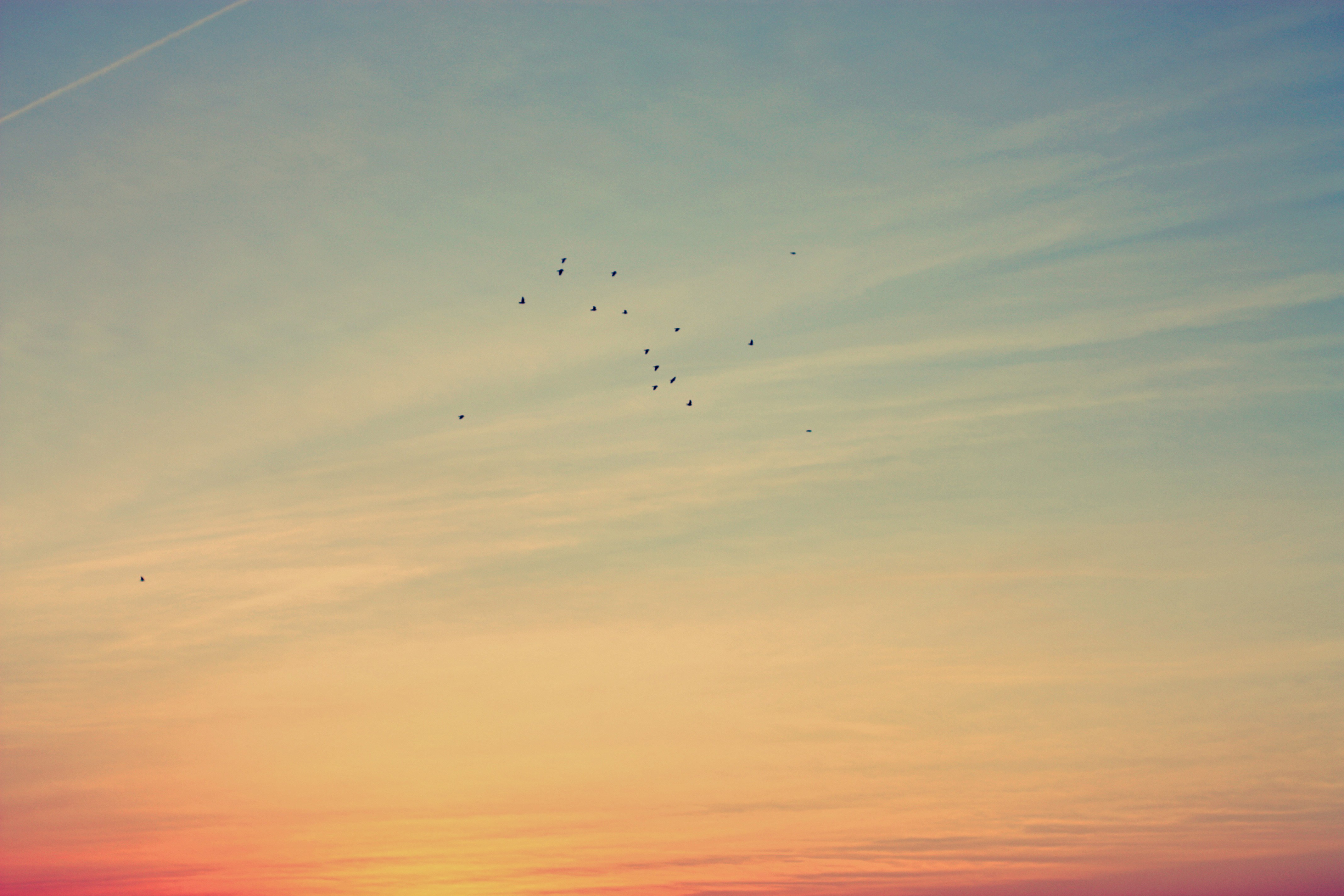 birds flying in sunset sky