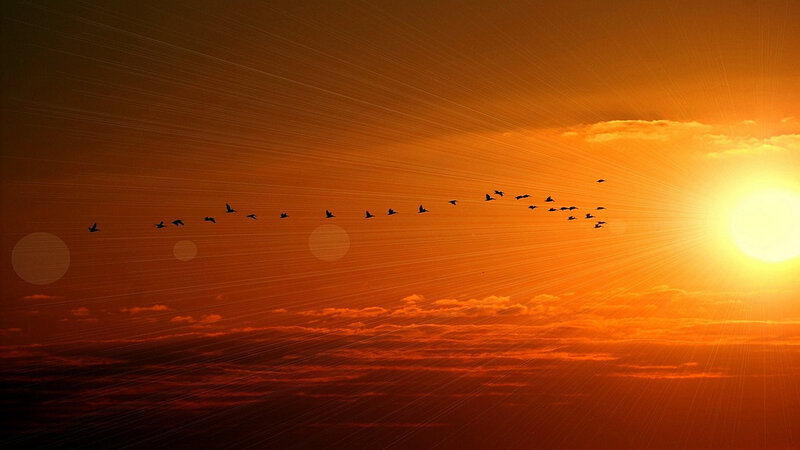 Birds Flying in Sunset
