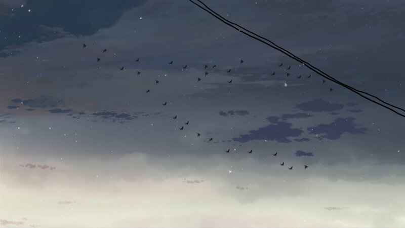 birds flying in the evening sky