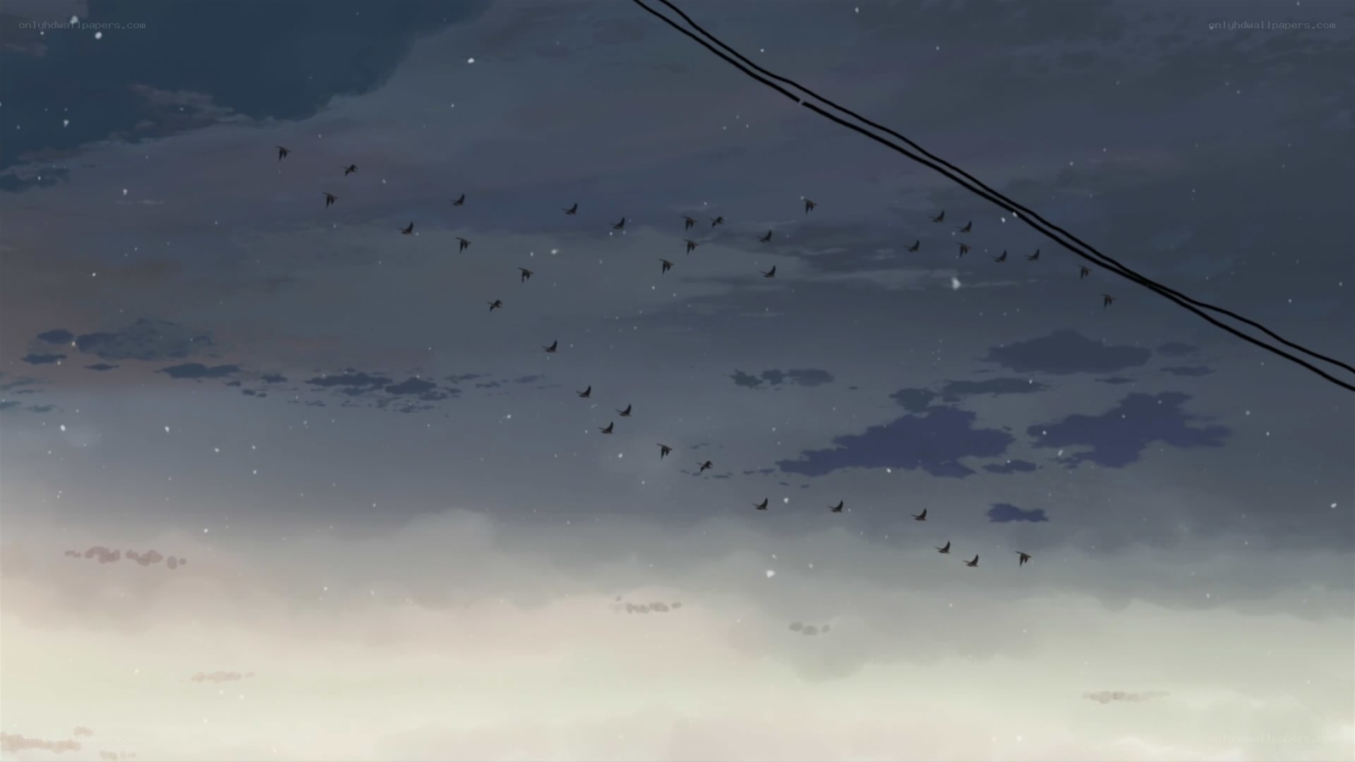 birds flying in the evening sky