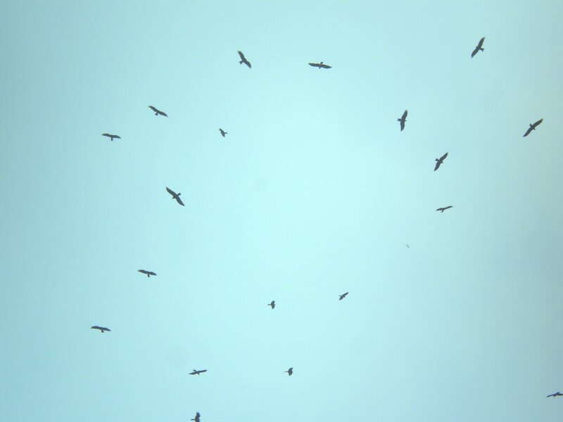 birds flying in the sky