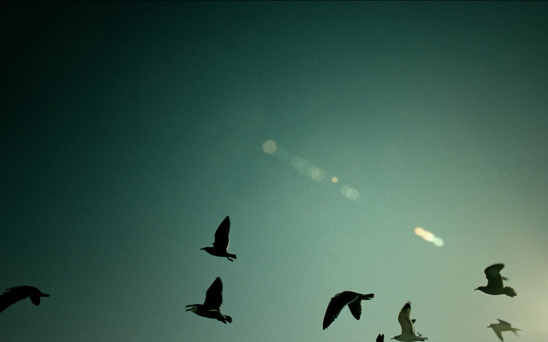 Birds flying in the sky