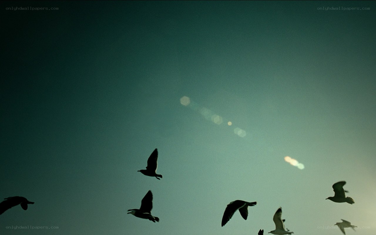 Birds flying in the sky