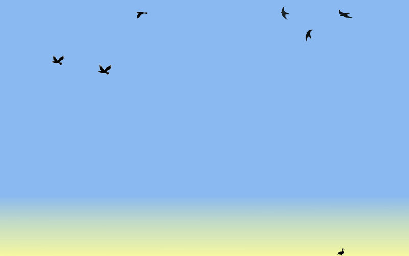 birds flying in the sky