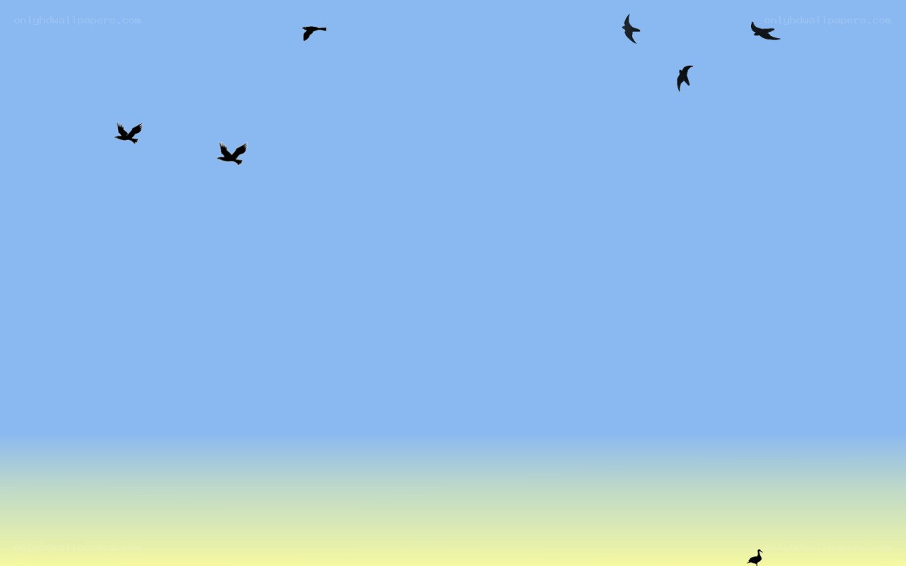 birds flying in the sky