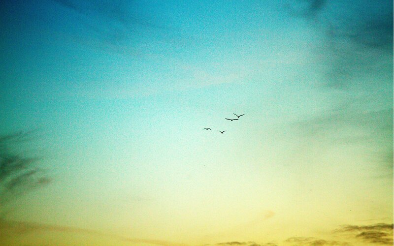 birds flying in the sky