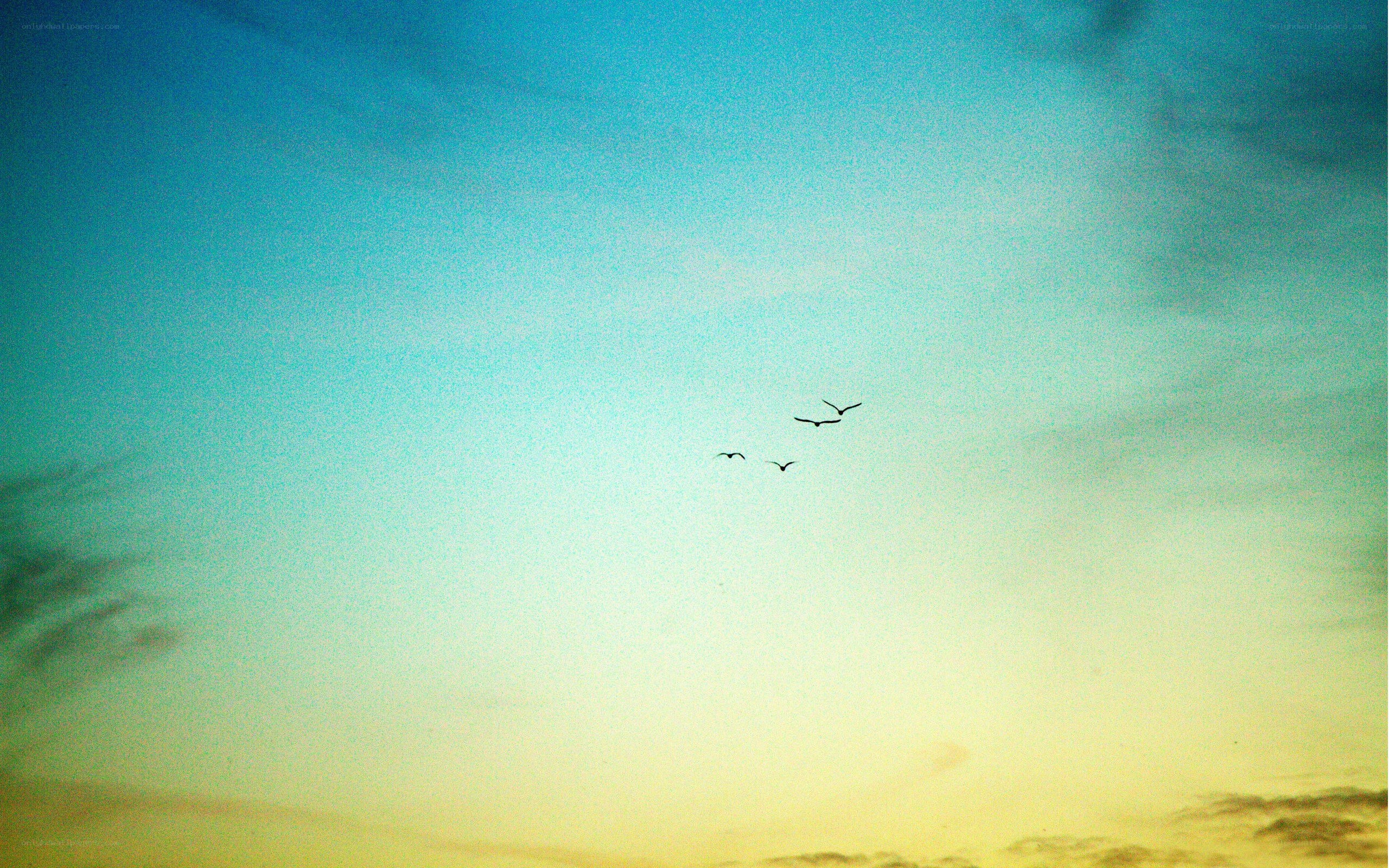 birds flying in the sky