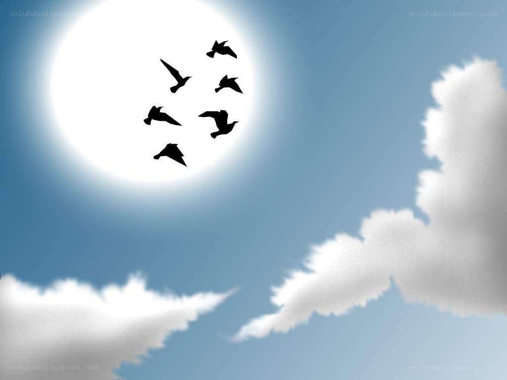 birds flying in the sky