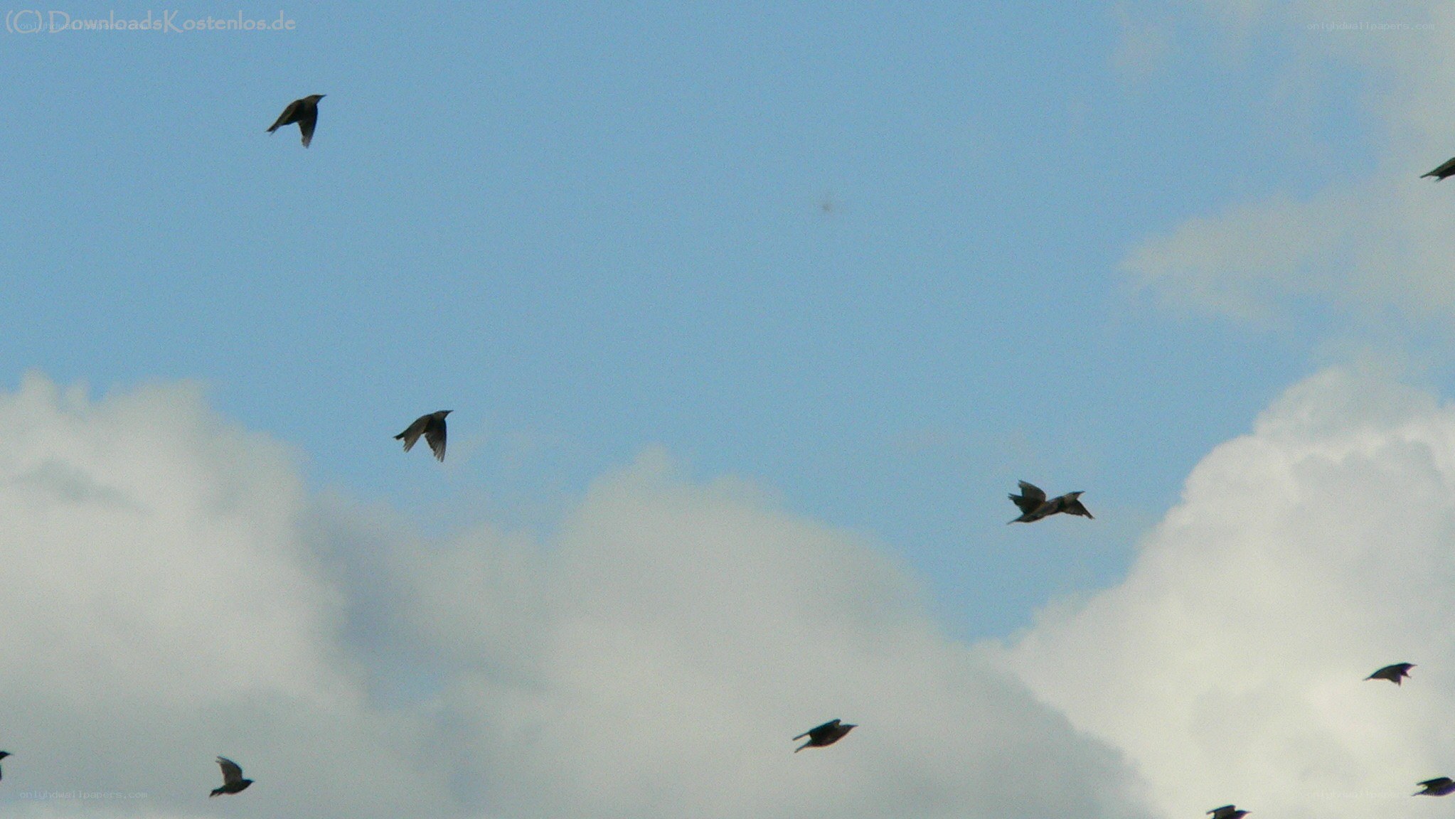 birds flying in the sky