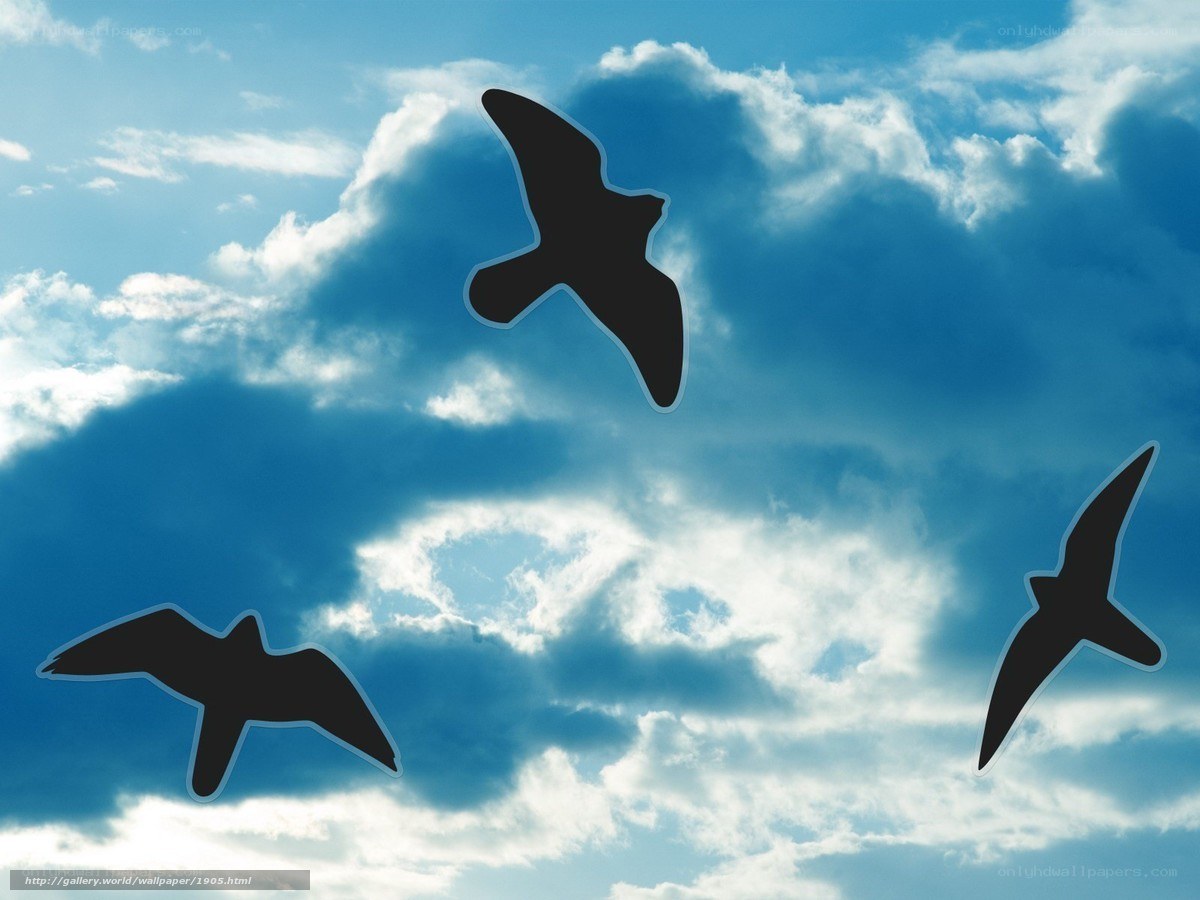 Birds flying in the sky