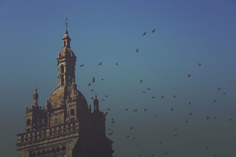 Birds flying near a cathedral
