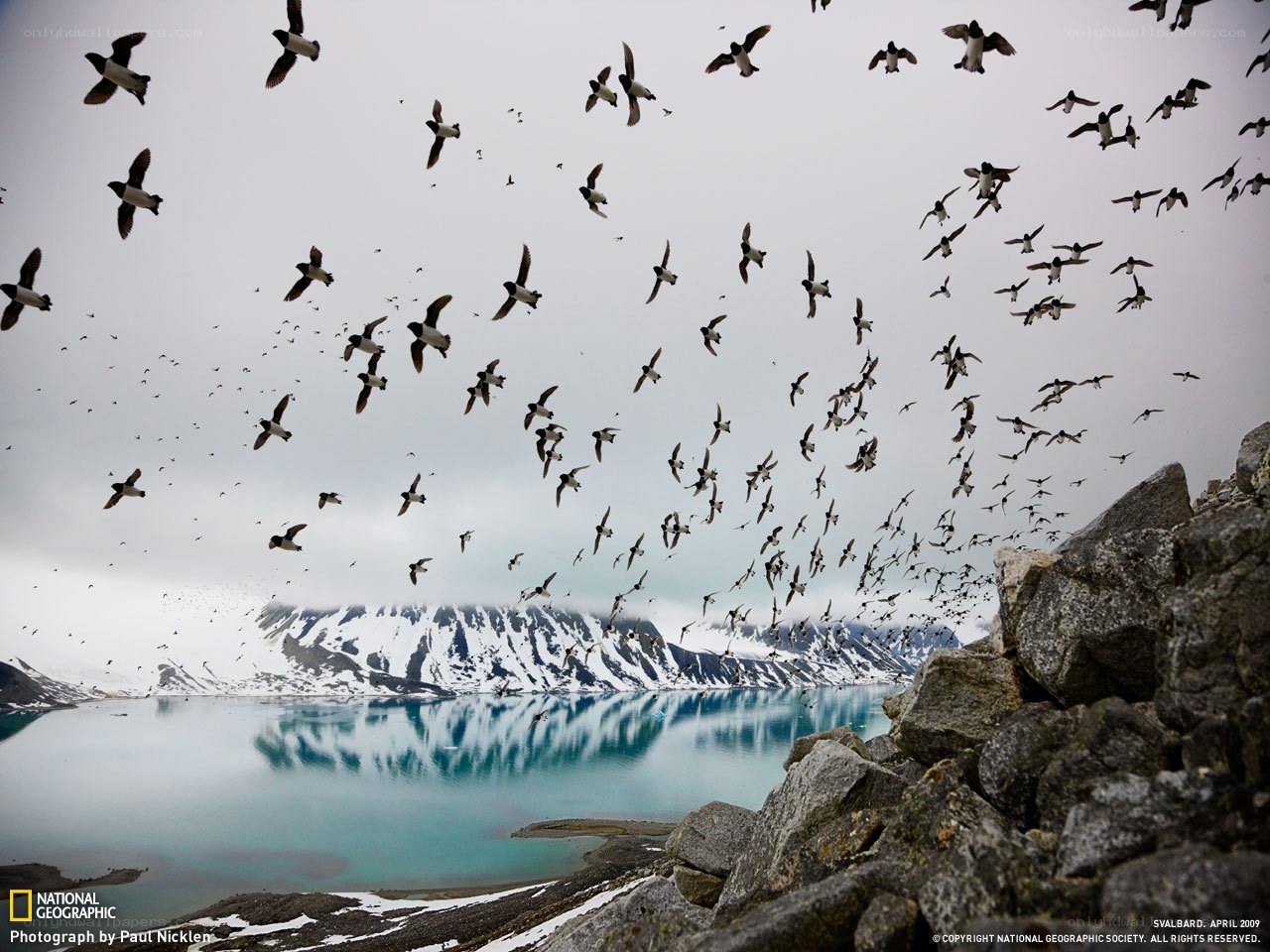 Birds flying over a fjord