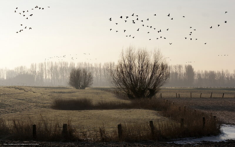 Birds flying over a frosty field