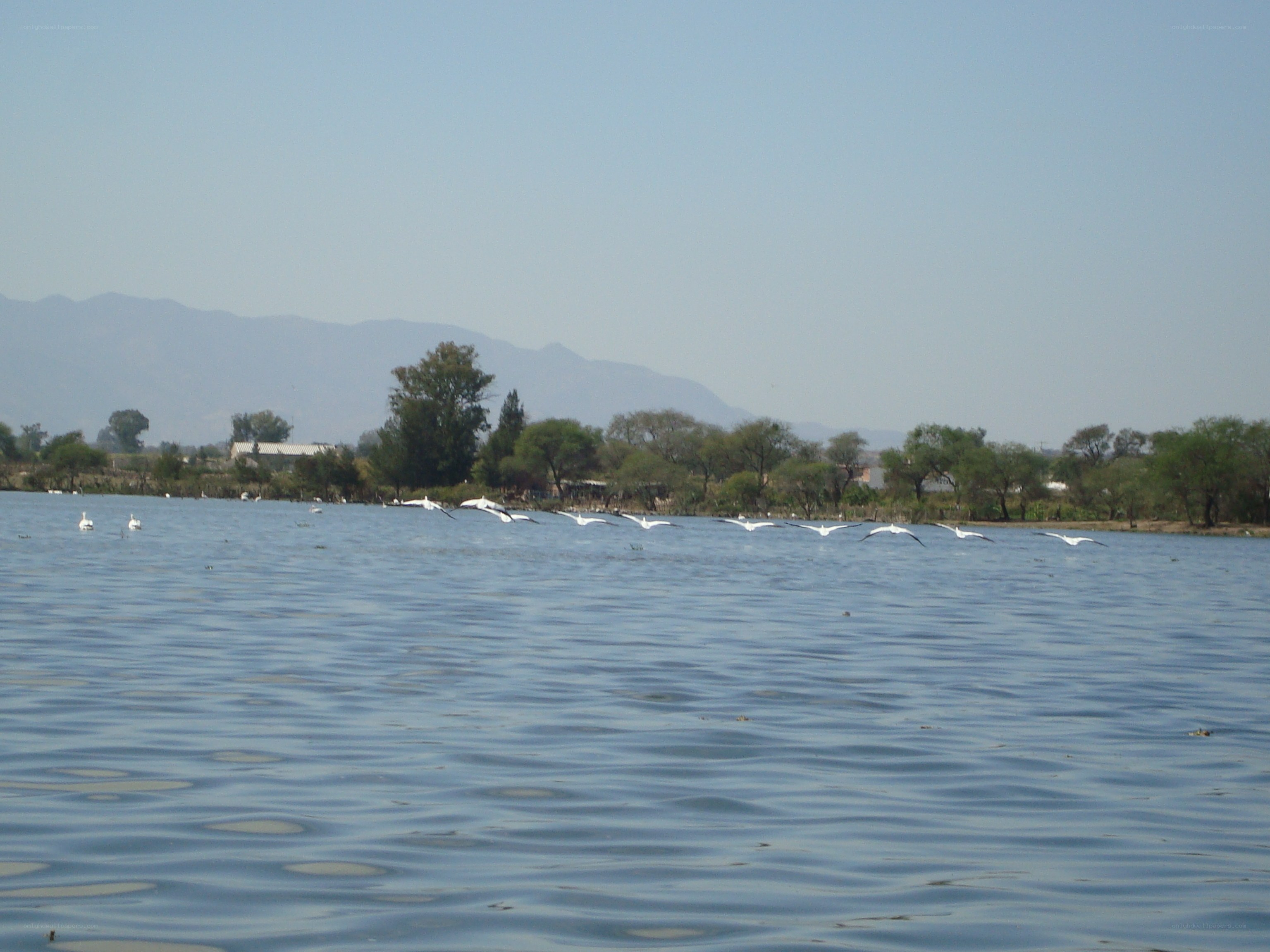 Birds flying over a lake