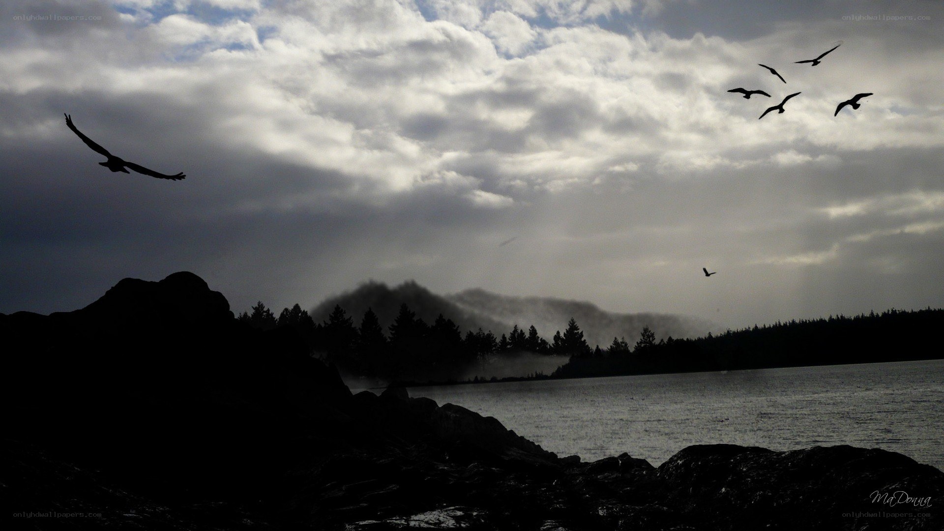 Birds flying over a lake