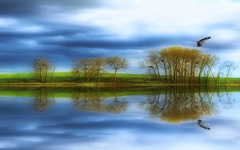 Birds flying over a lake