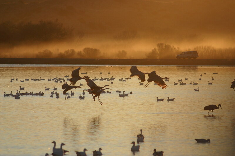 Birds flying over a lake at sunrise