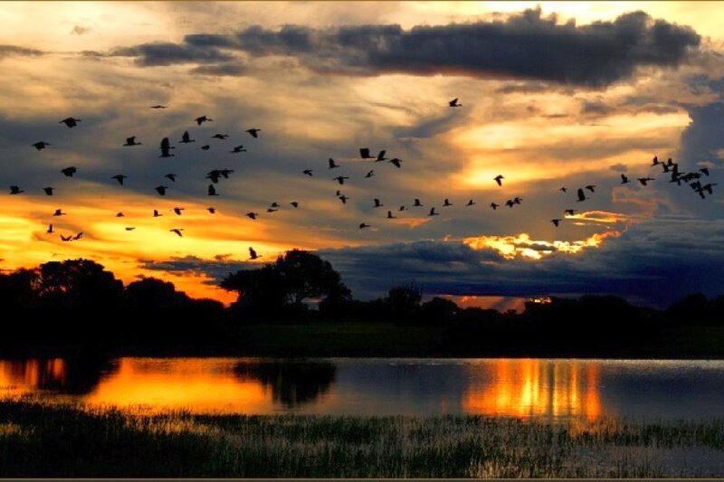Birds flying over a lake at sunset