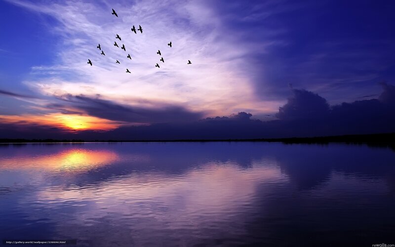Birds flying over a lake at sunset