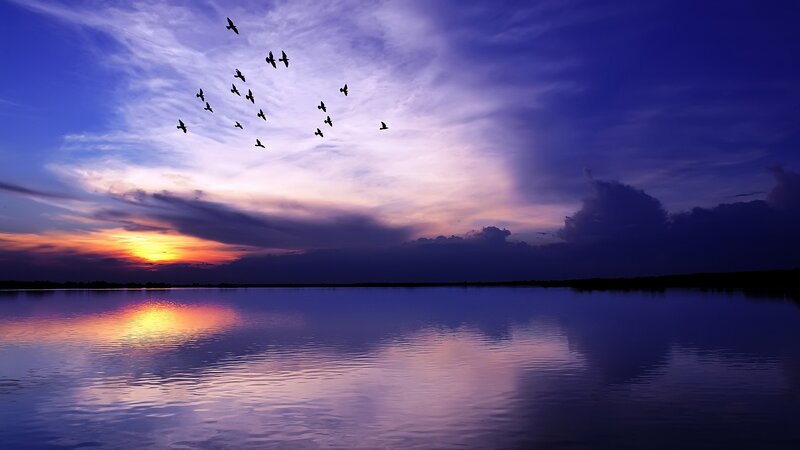 Birds flying over a lake at sunset