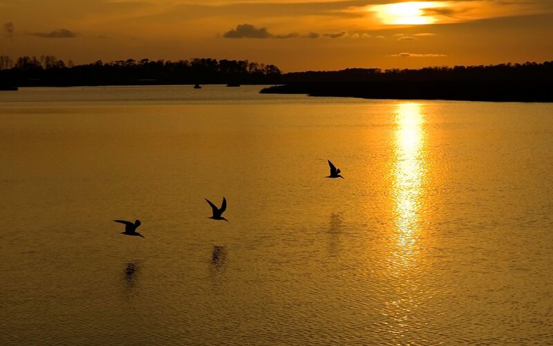 Birds flying over a lake at sunset