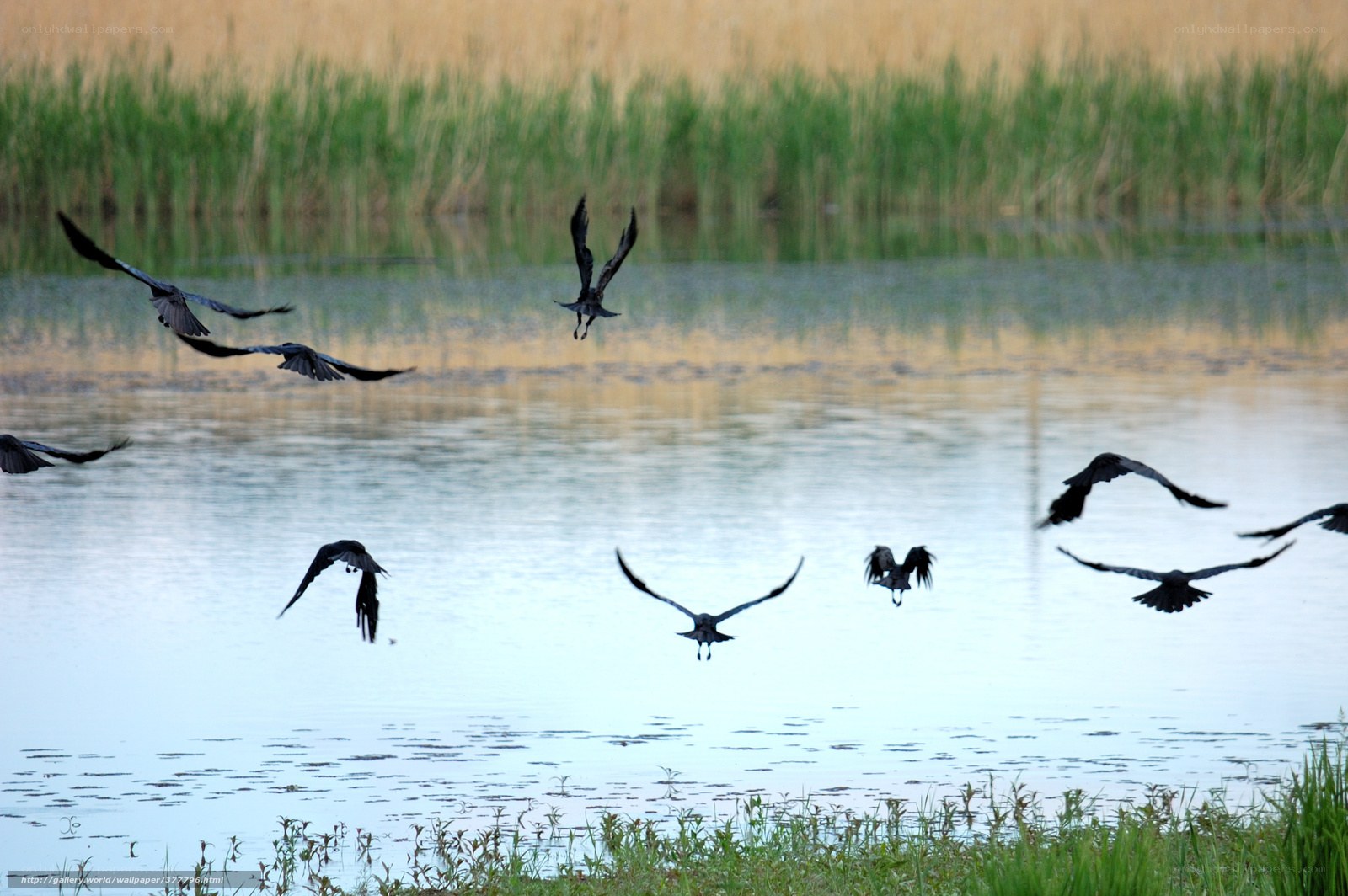 Birds flying over a lake