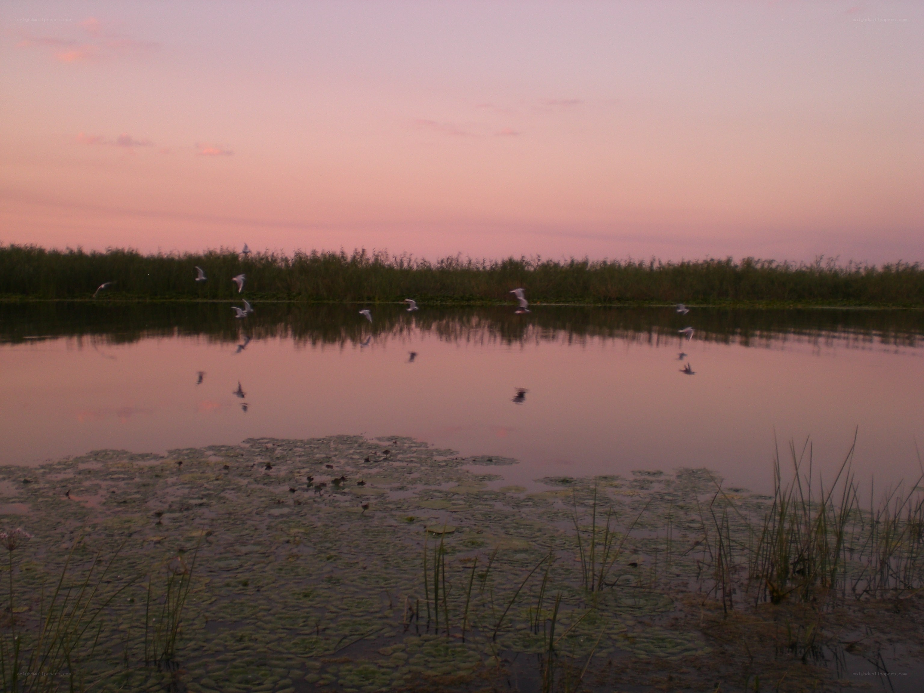 Birds flying over a pond at sunset