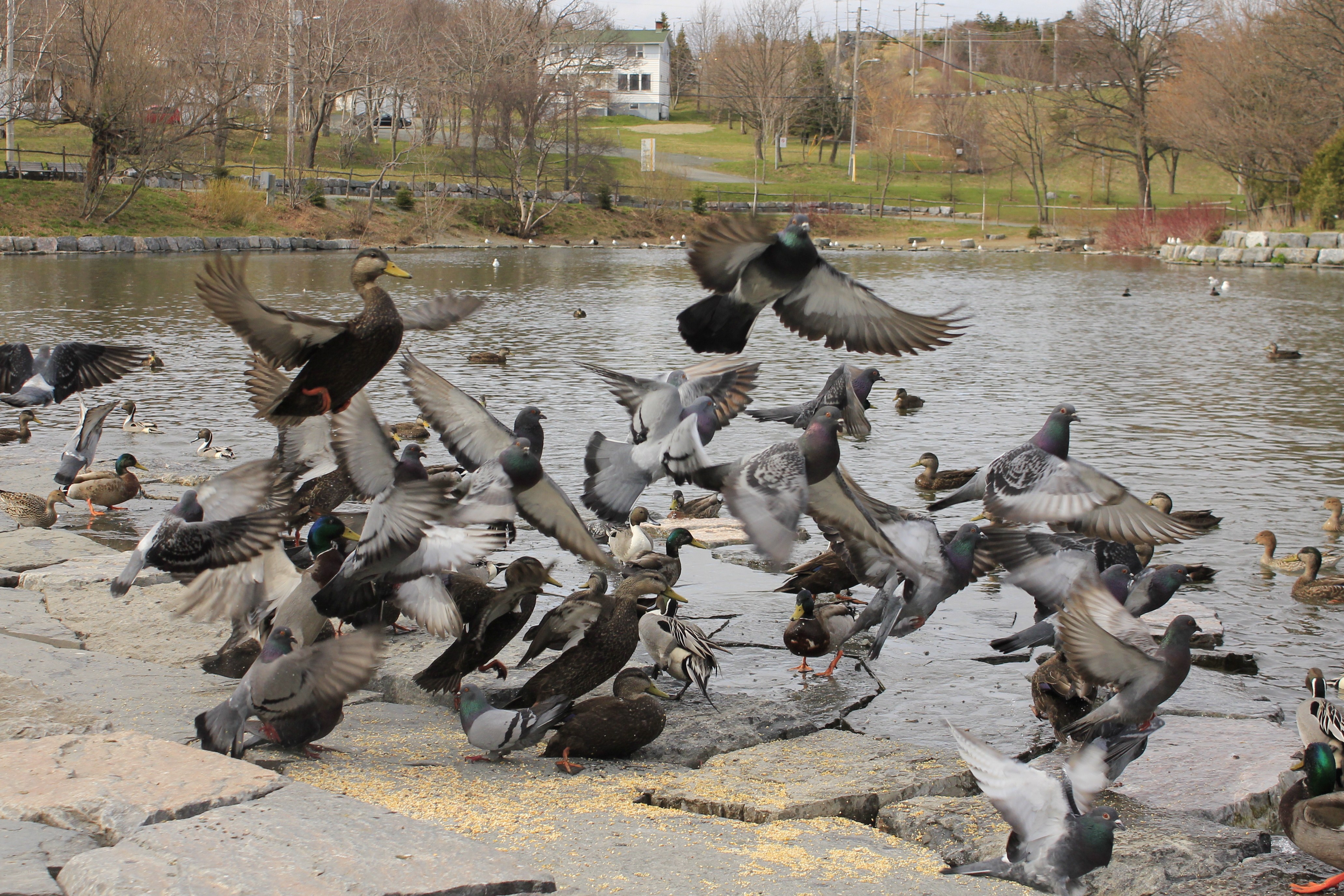 Birds flying over a pond