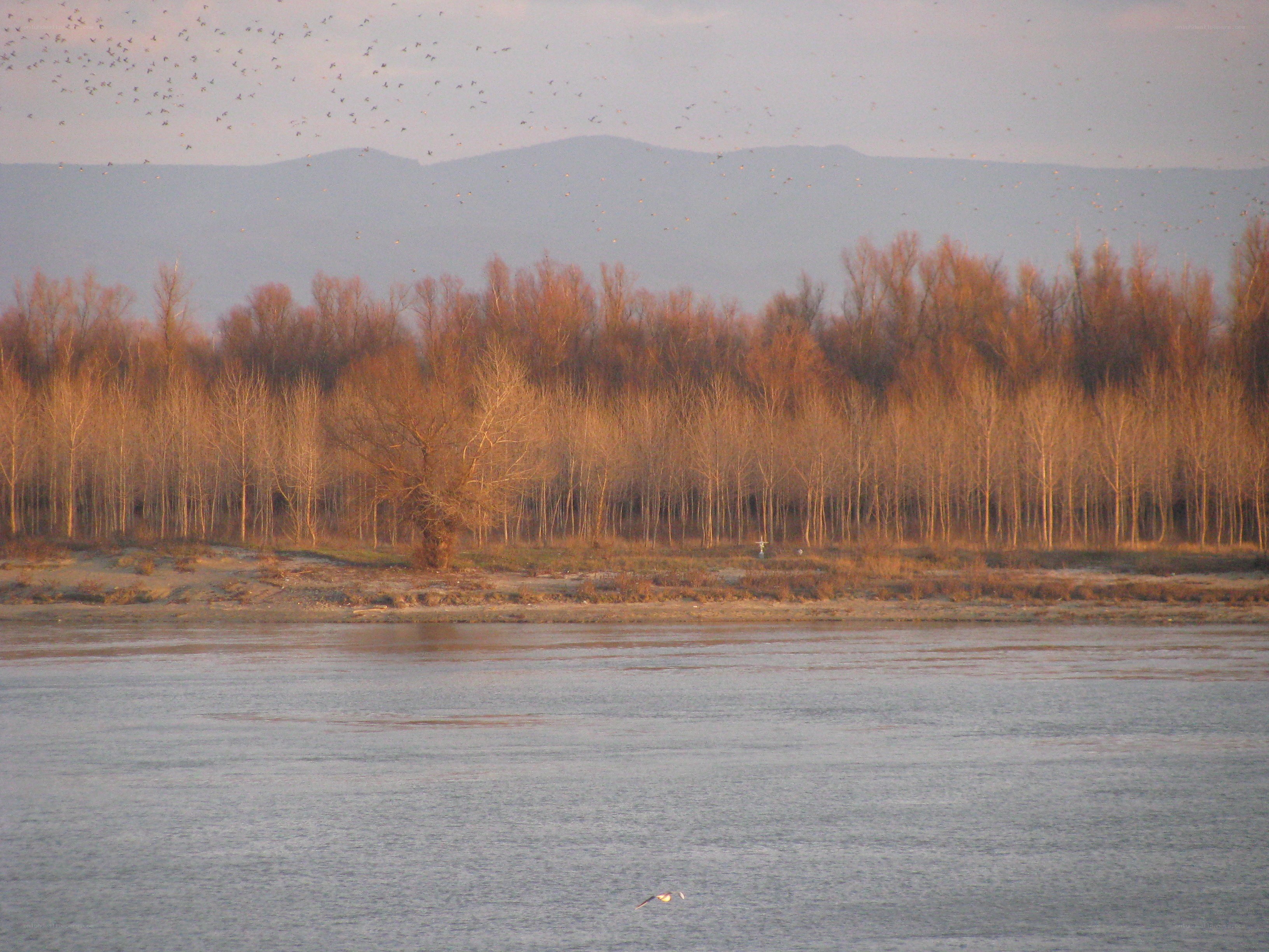 Birds flying over a river at sunset