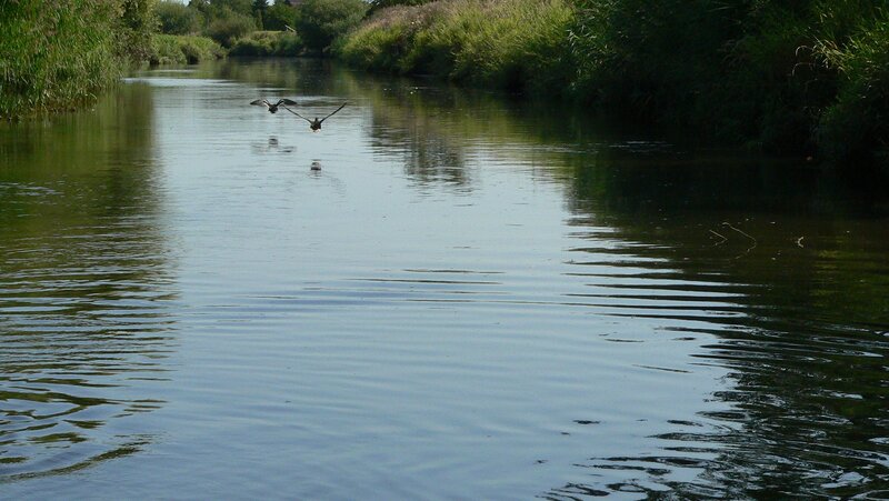 Birds flying over a river