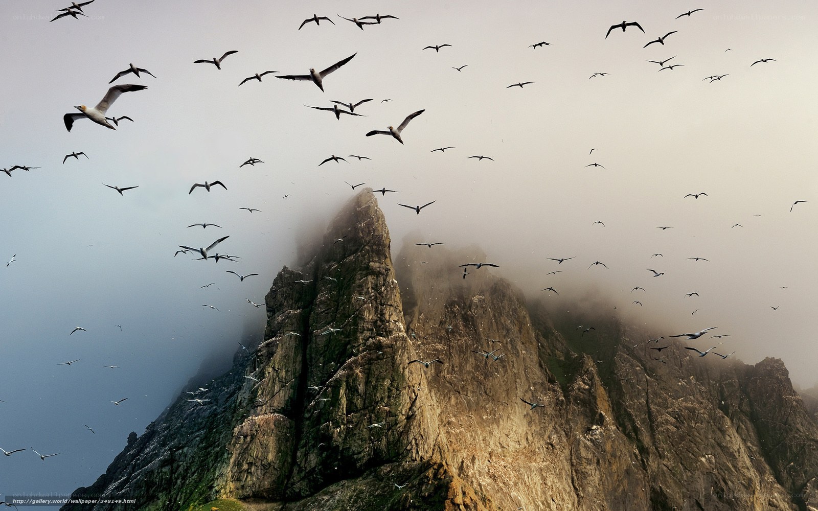 Birds flying over a rocky cliff