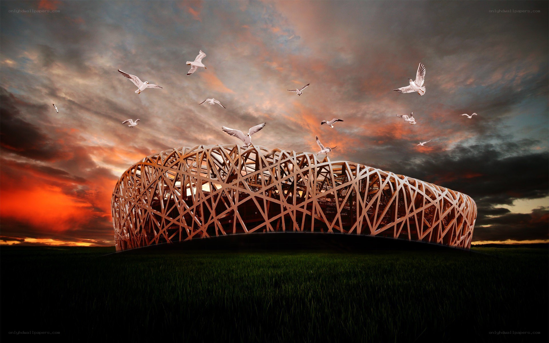 Birds flying over a stadium