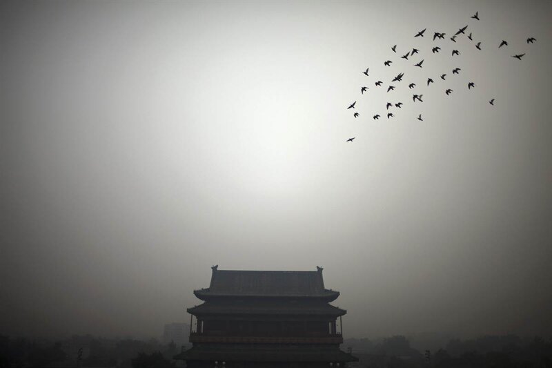 Birds flying over a temple