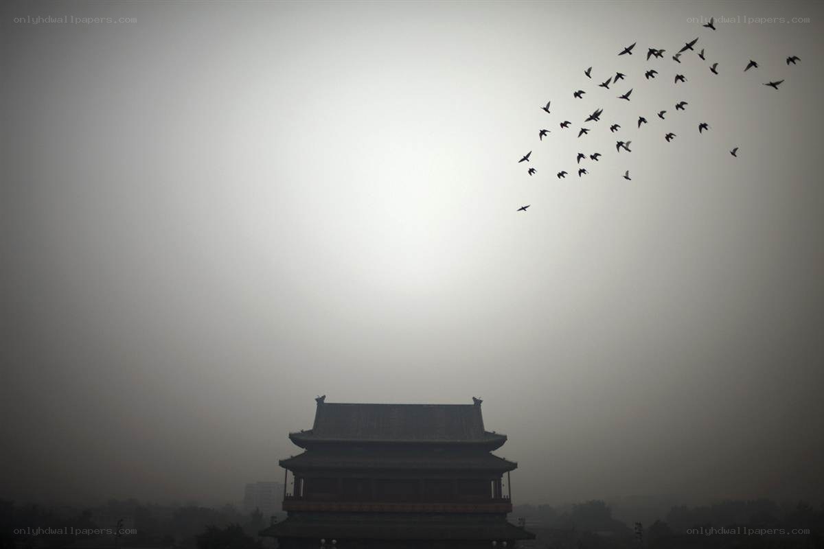 Birds flying over a temple