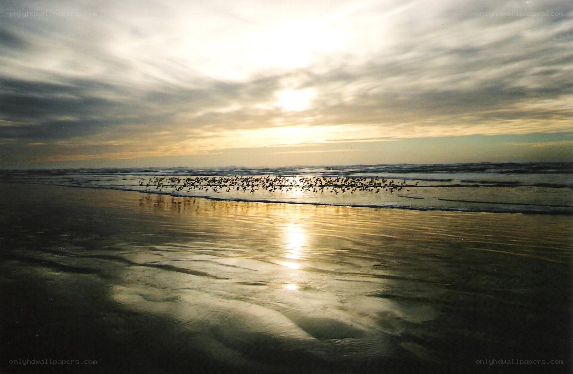 Birds flying over beach at sunset