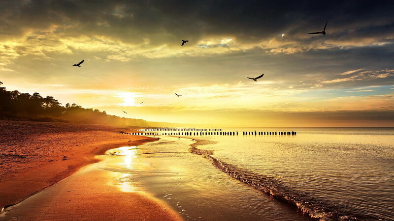 Birds Flying over Beach — Gold
