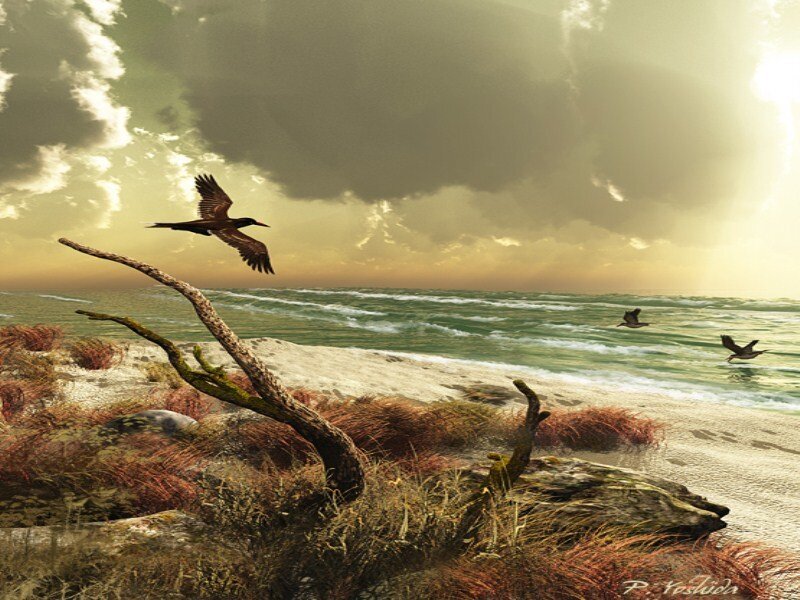 Birds Flying over Beach