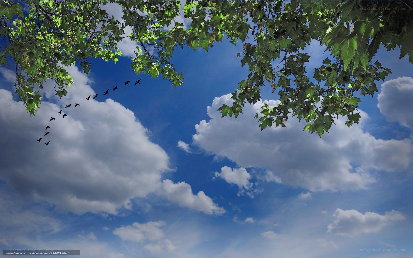 Birds flying over blue sky