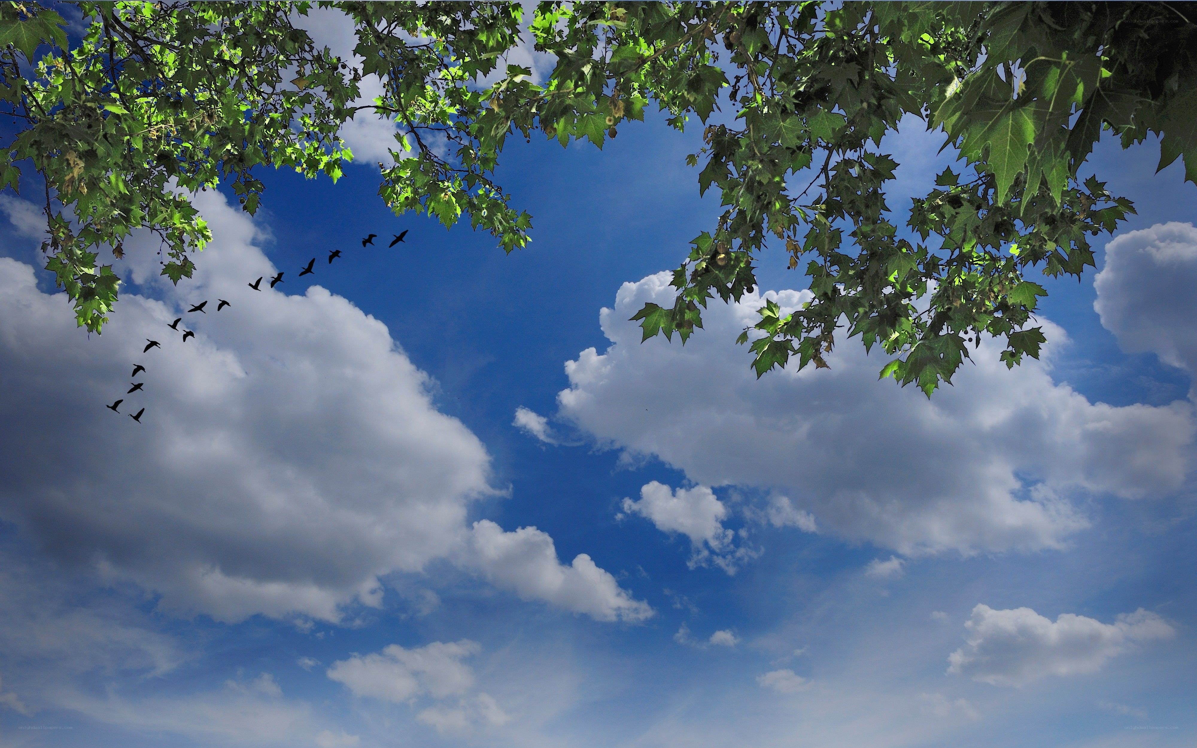 Birds flying over blue sky