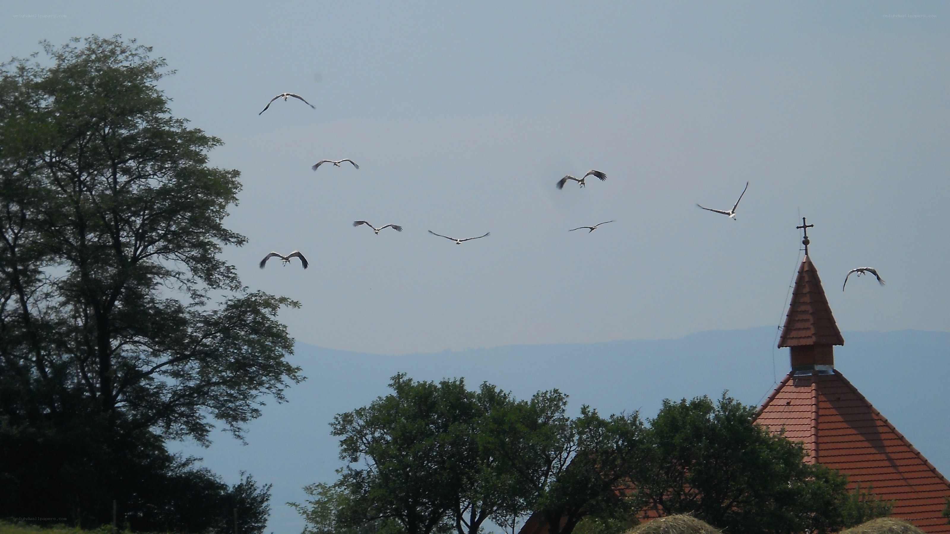 Birds flying over church