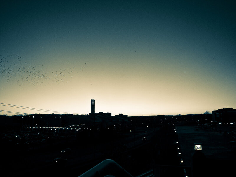 Birds flying over city at dusk