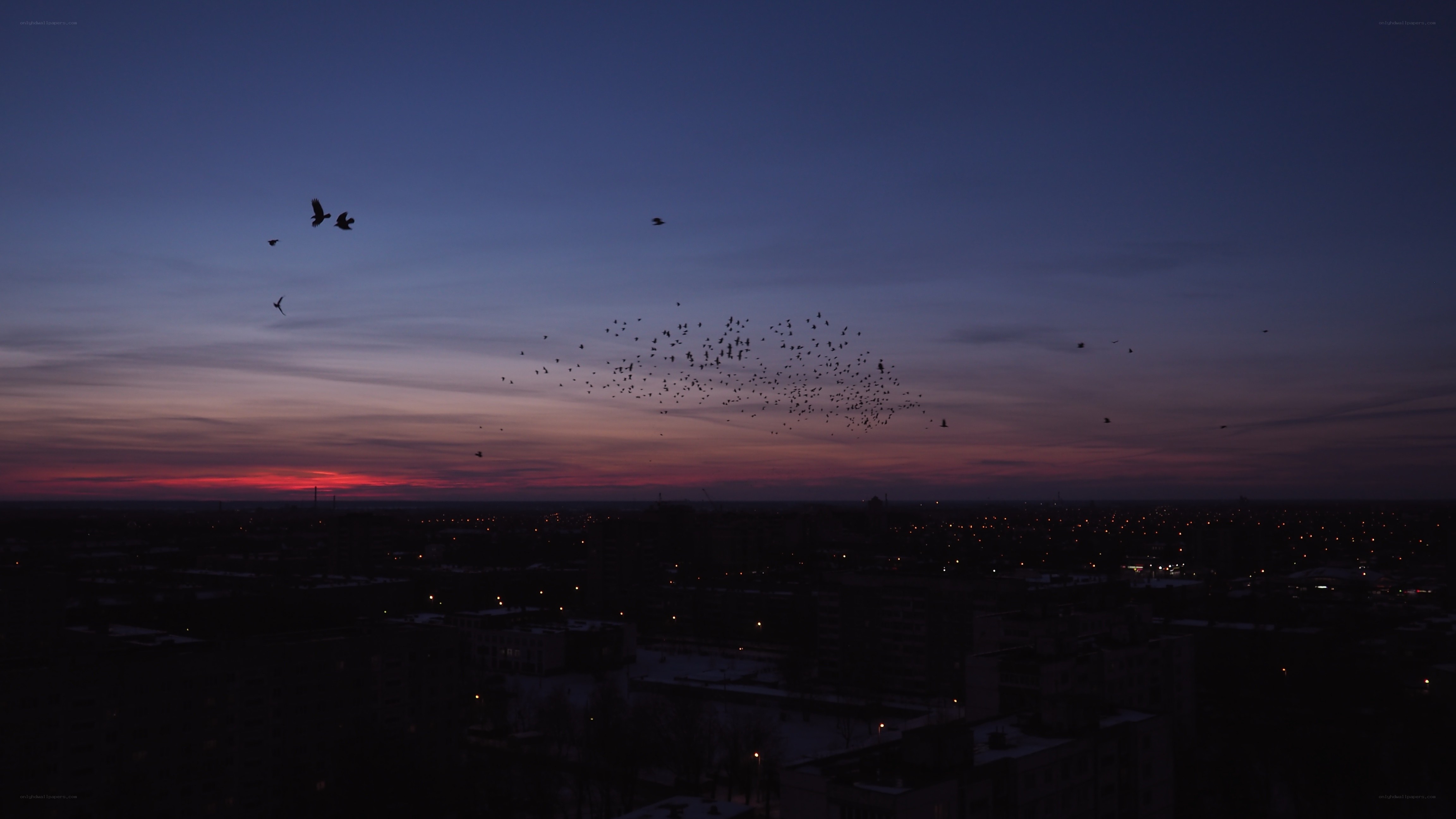 Birds flying over city at dusk
