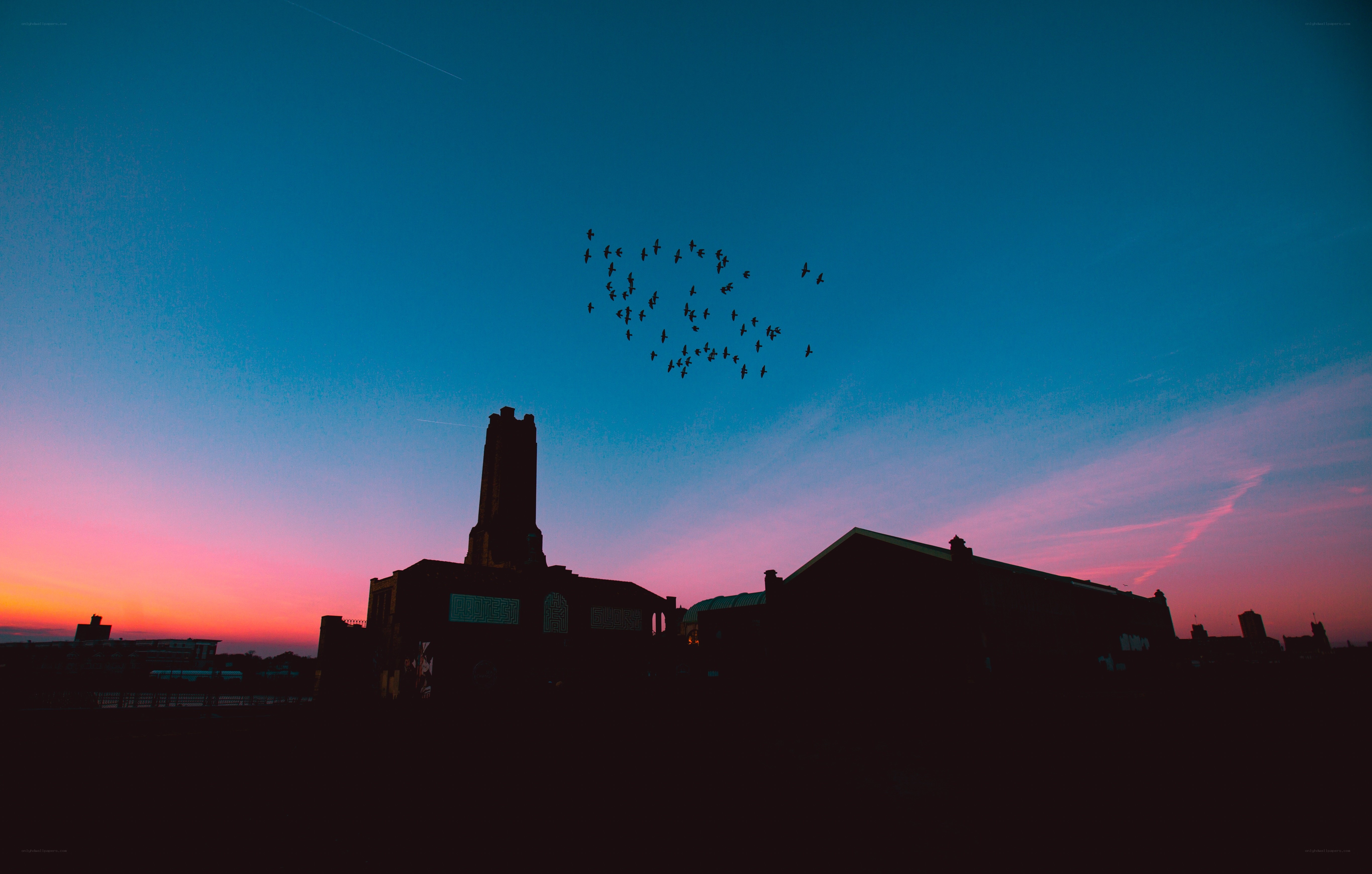 Birds flying over city at sunset