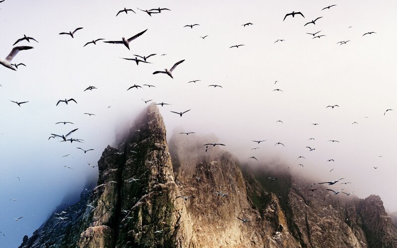 Birds Flying over Cliff