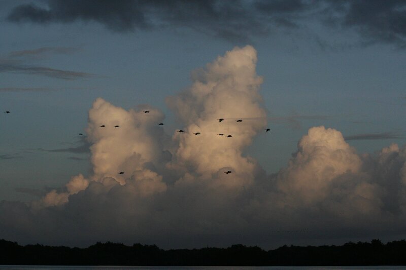 birds flying over clouds