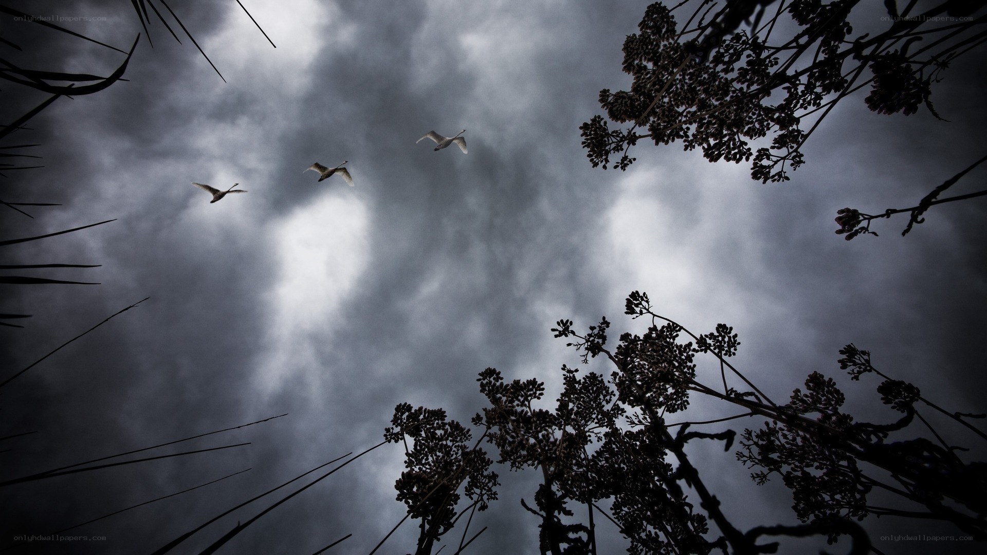 Birds flying over dark sky