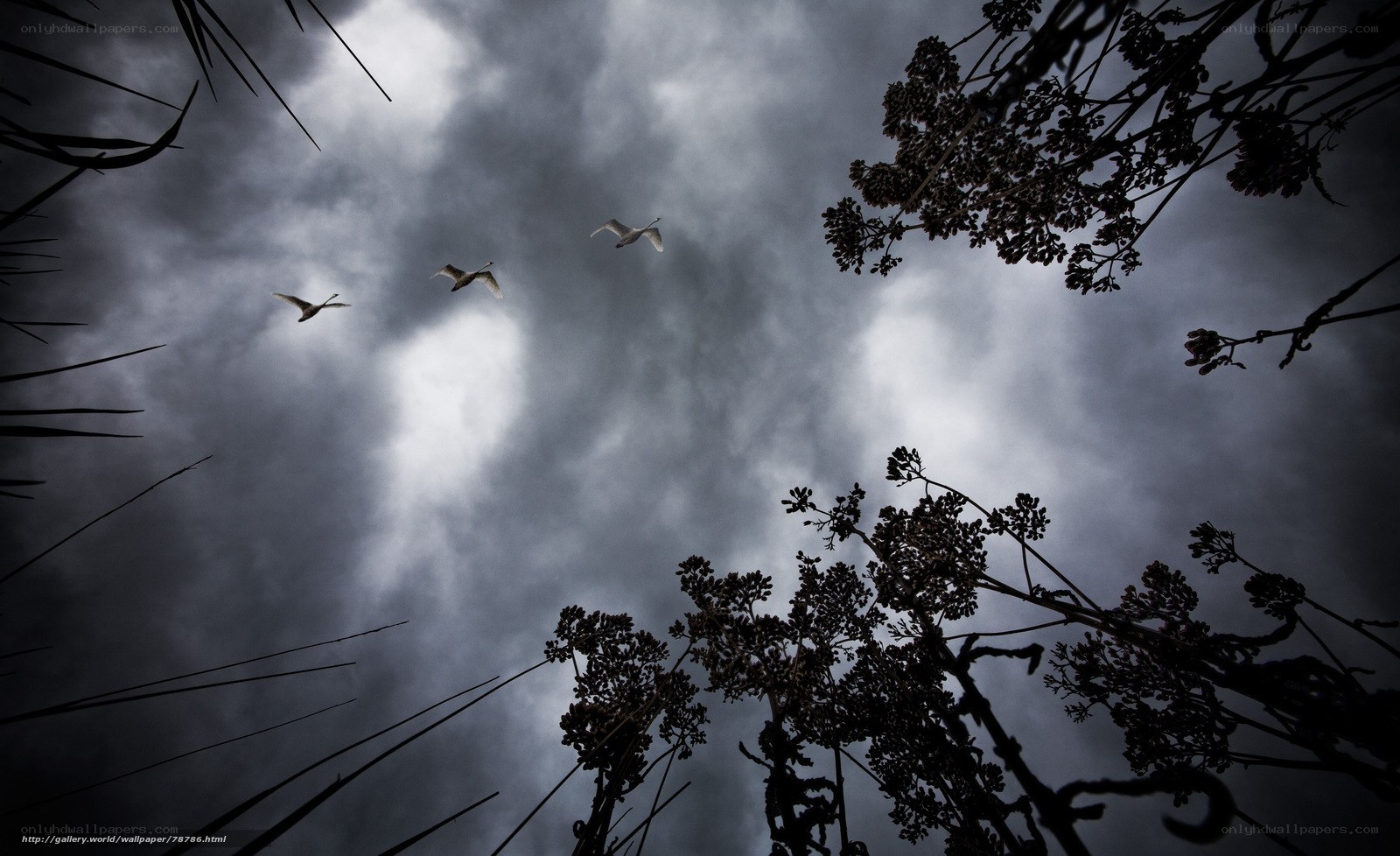 Birds flying over dark sky
